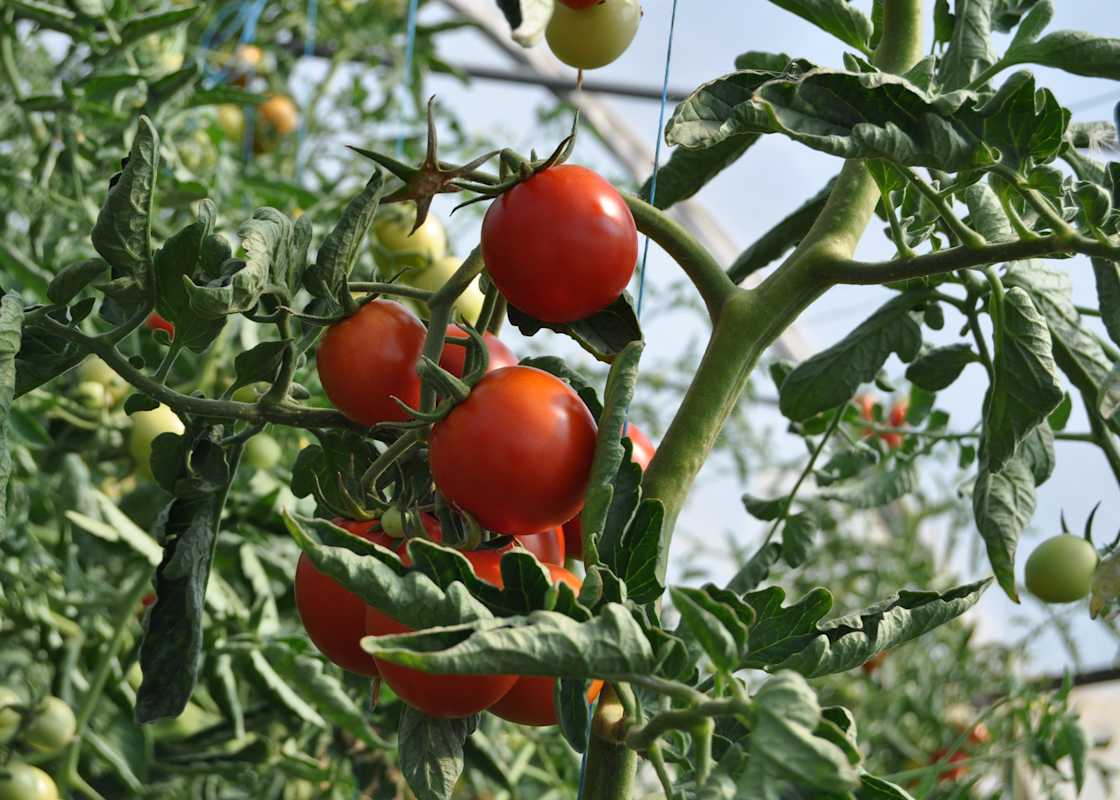 Tomatoes-red