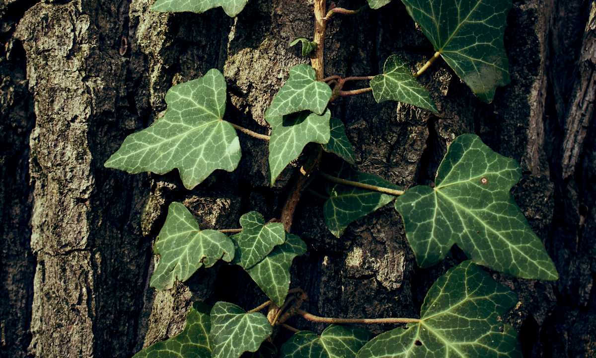 Climbing-ivy-outdoors
