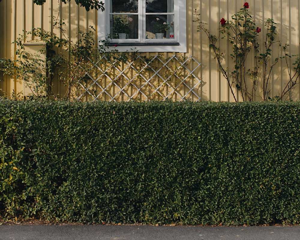 Hedge-along-street