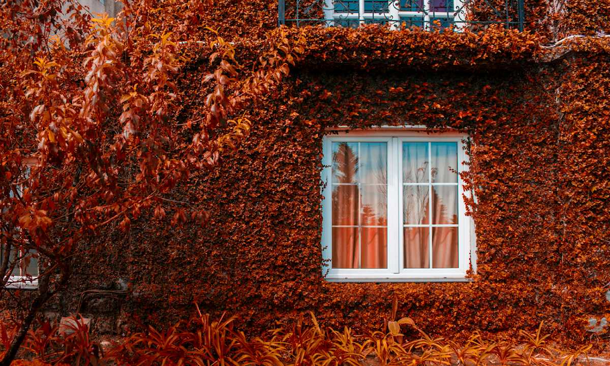House-window-covered-in-red-autumn-ivy