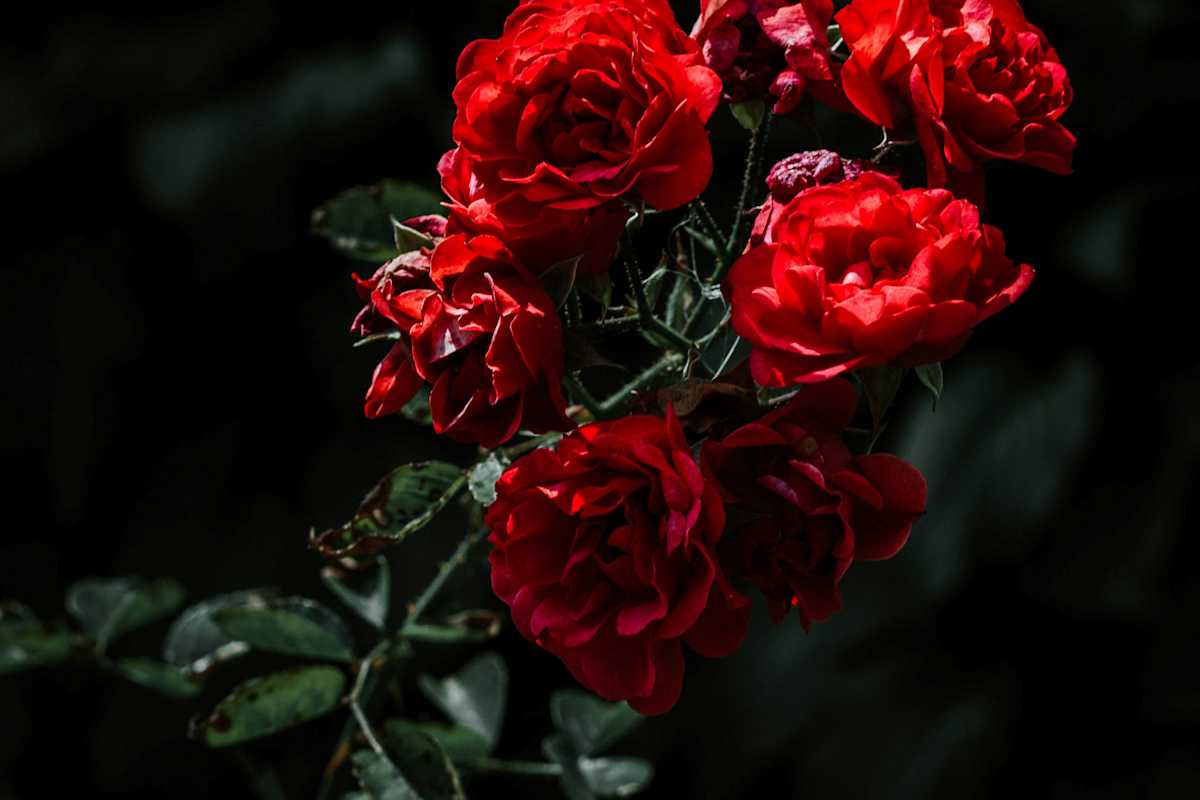 Red-cluster-blooming-rose