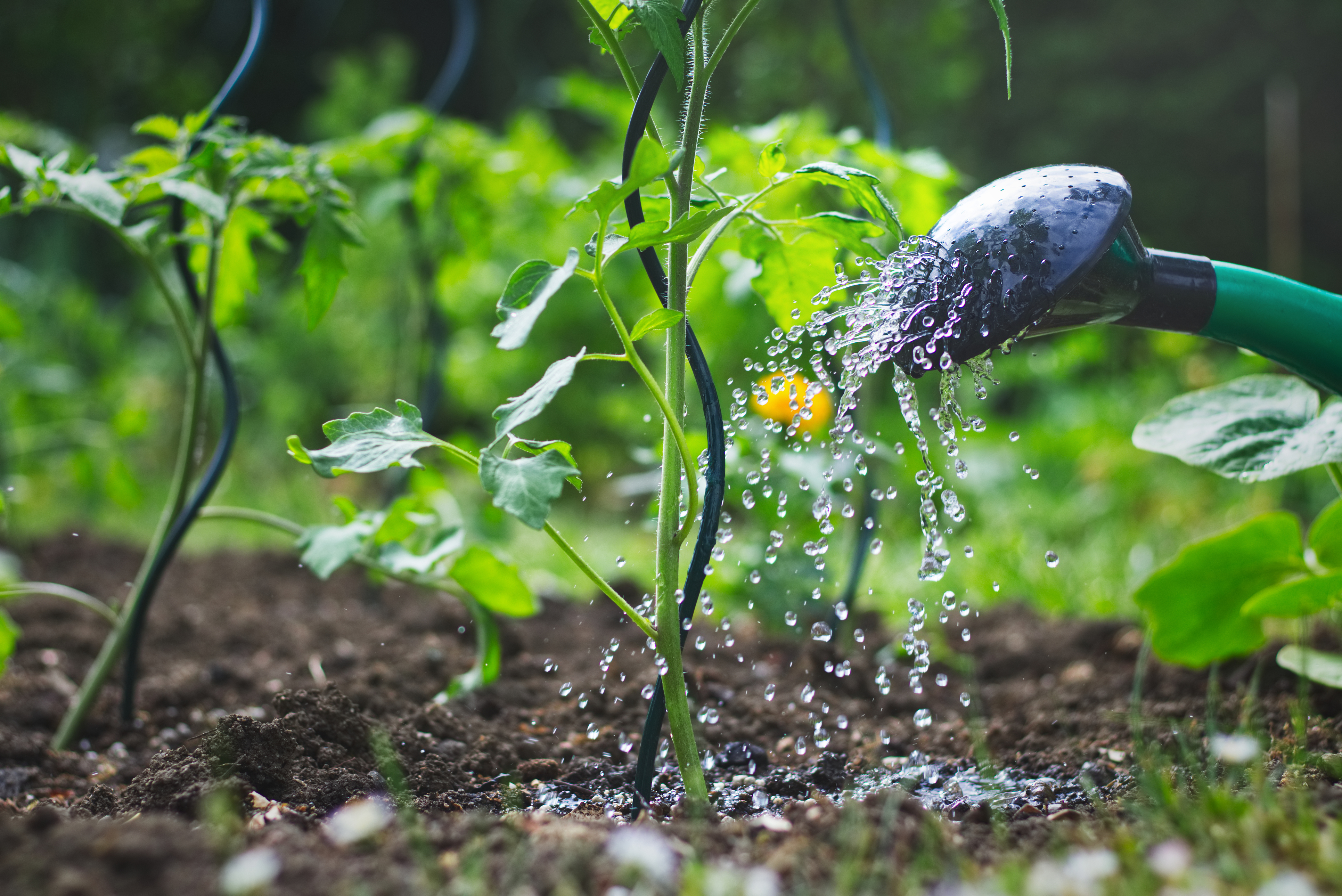 water-gardening
