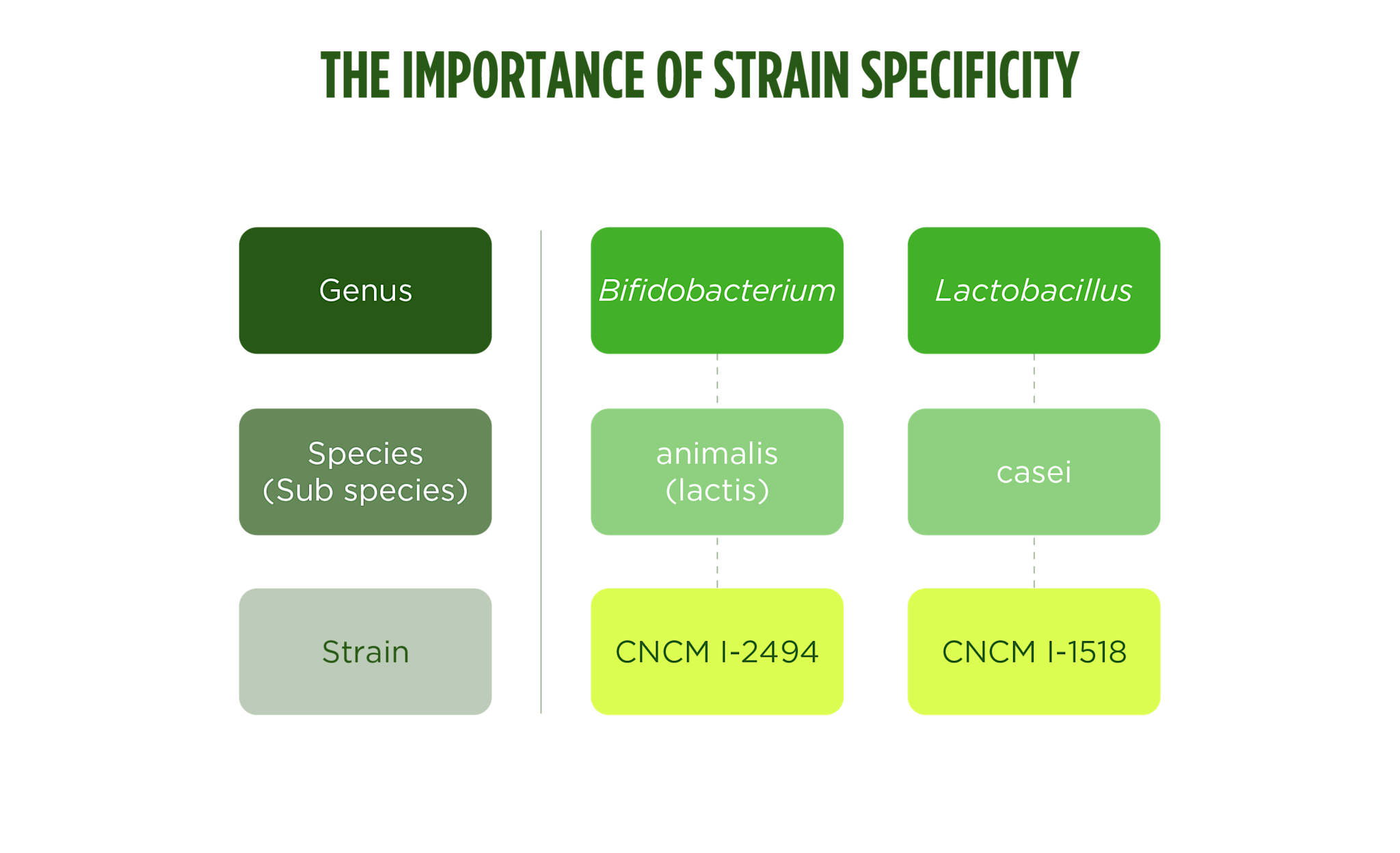 Figure 2. Probiotics work in a strain-specific manner. In order for a fermented food to be considered to be a probiotic it must contain a strain or blend of strains evidentially demonstrated to provide beneficial effects to the host.