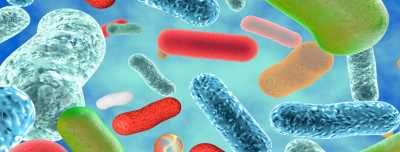 Bifidobacterium, a heroína da saúde: saiba mais sobre essa bactéria “do bem”