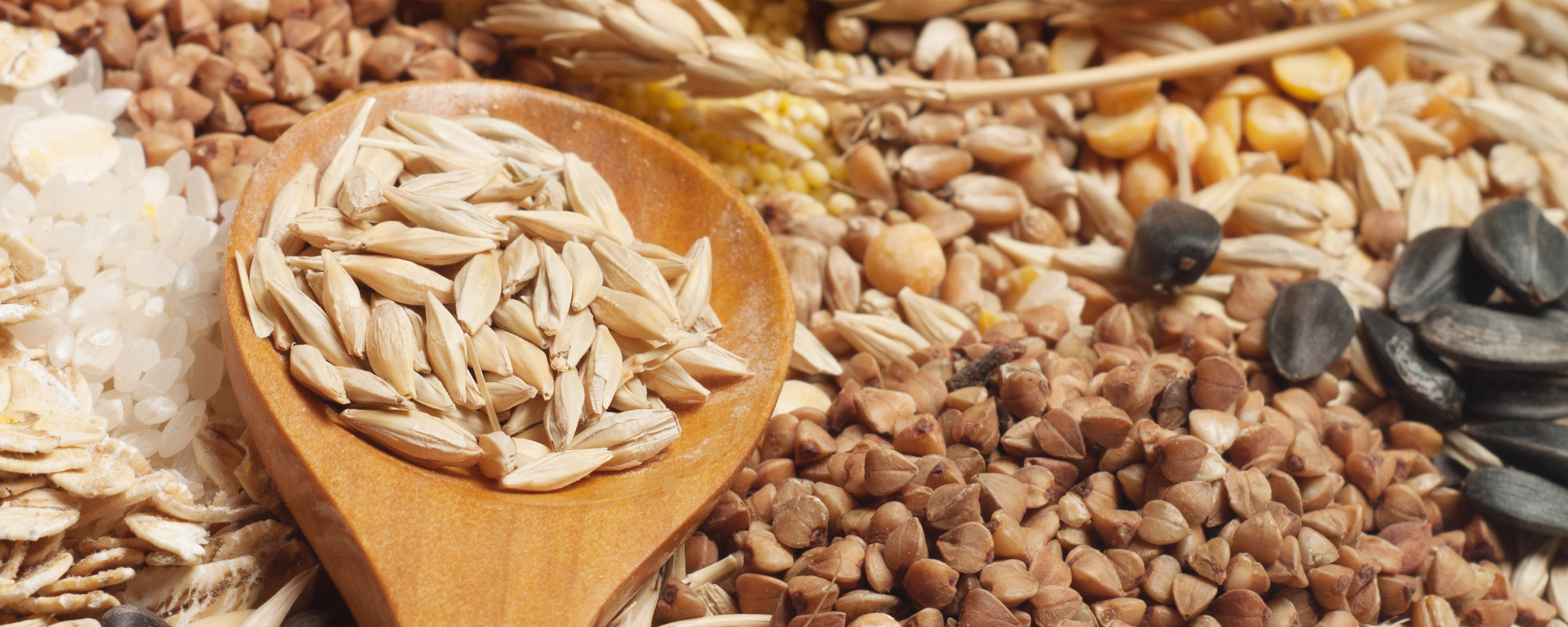 Pflanzenpower für die Verdauung Ballaststoffe