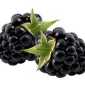 blackberries