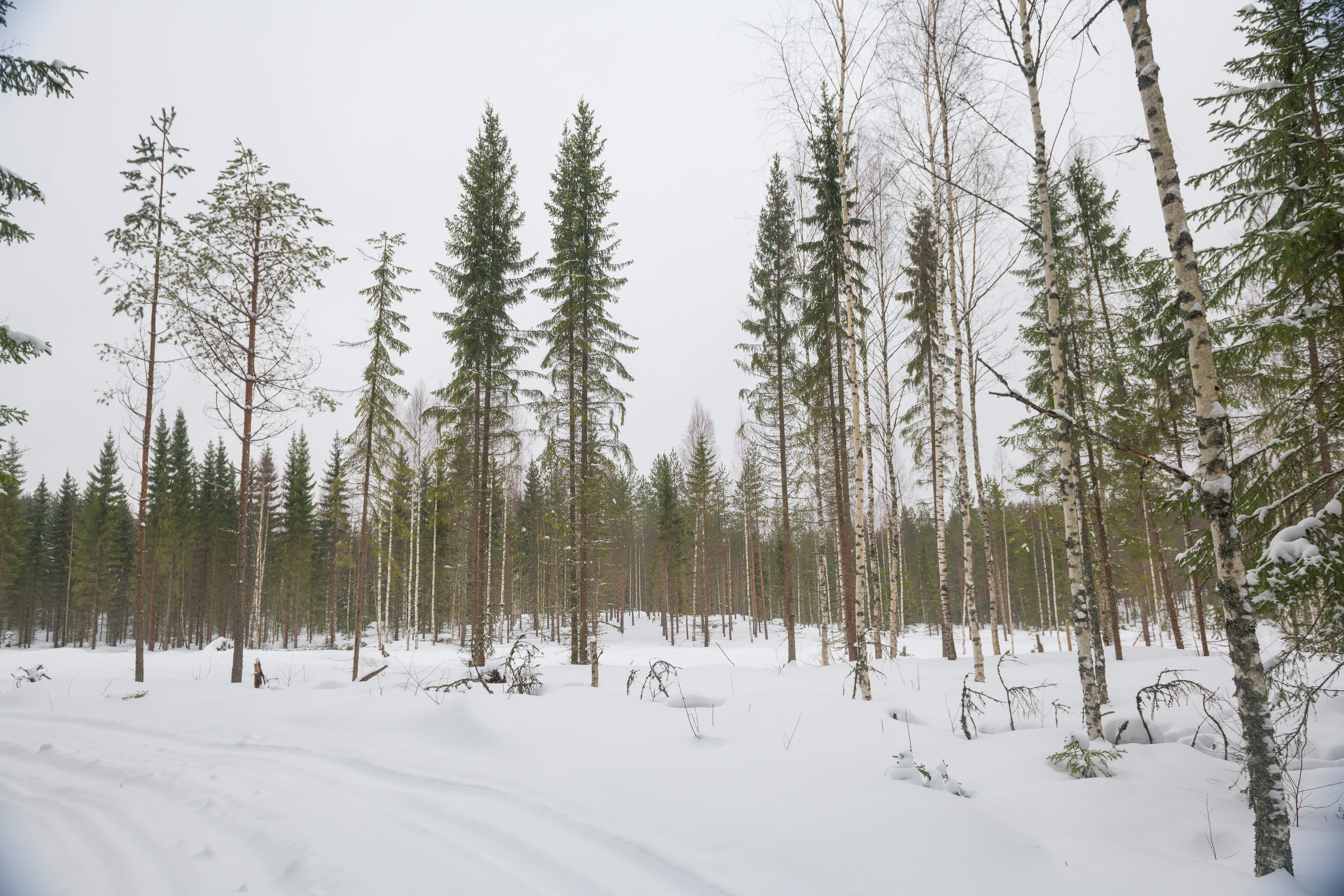 Loppumatka meni leppoisasti kelkkauria pitkin | ISO 160 | 24mm | f 5,6 | 1/125sec