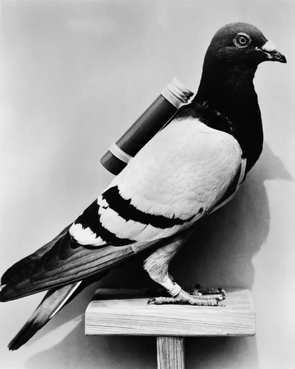 Carrier pigeons carry messages on their backs, Cambridge
