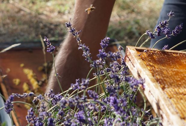 Le Petit Marseillais : des produits respectueux de nature - Image 1 - Le Petit Marseillais - fr-FR