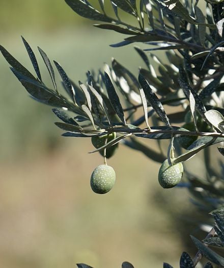 Les herbes de Provence : des plantes aromatiques - Image 3 - Le Petit Marseillais - fr-FR