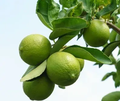citron-vert