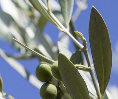 olive-verte