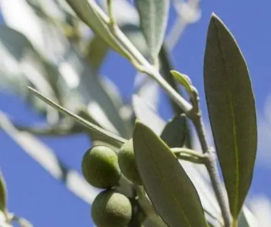 olive-verte