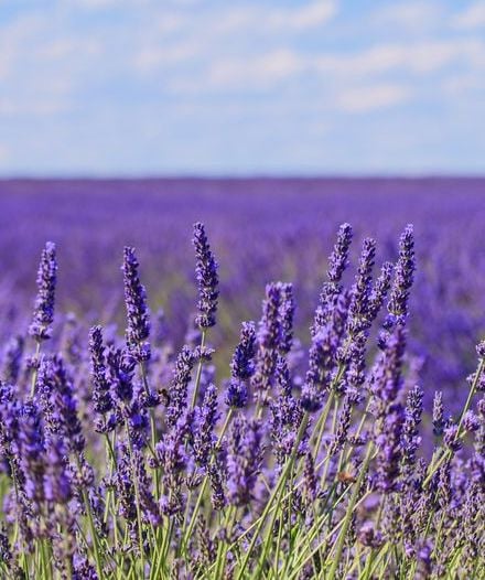 La Provence, une nature généreuse - Image 3 - Le Petit Marseillais - fr-FR