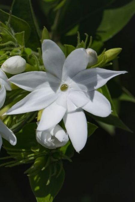 Jasmin