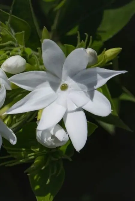 Jasmin