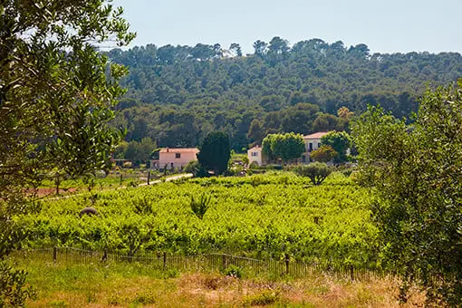Préserver la biodiversité de Provence