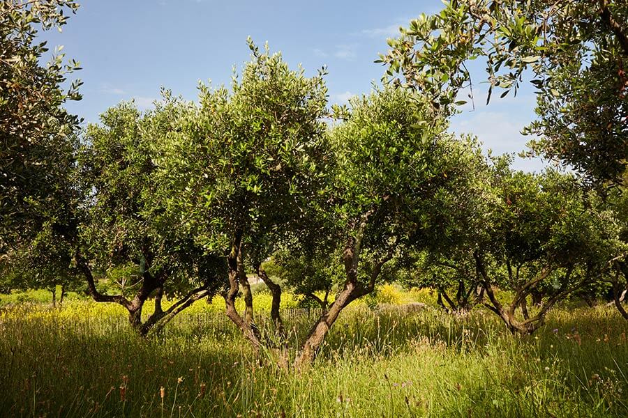 Vers une agriculture durable et locale - Image 1 - Le Petit Marseillais - fr-FR