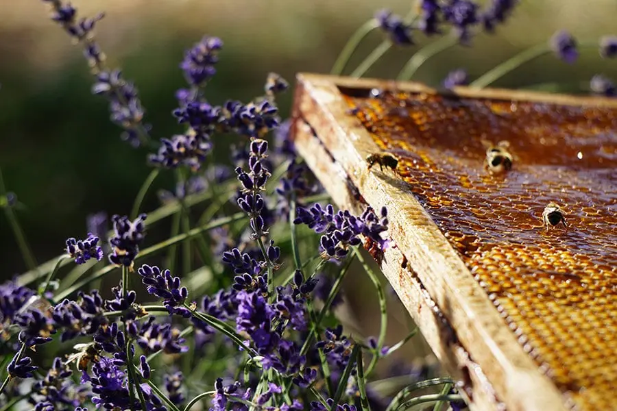 Abeilles