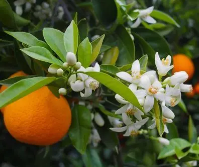 fleur-d-oranger