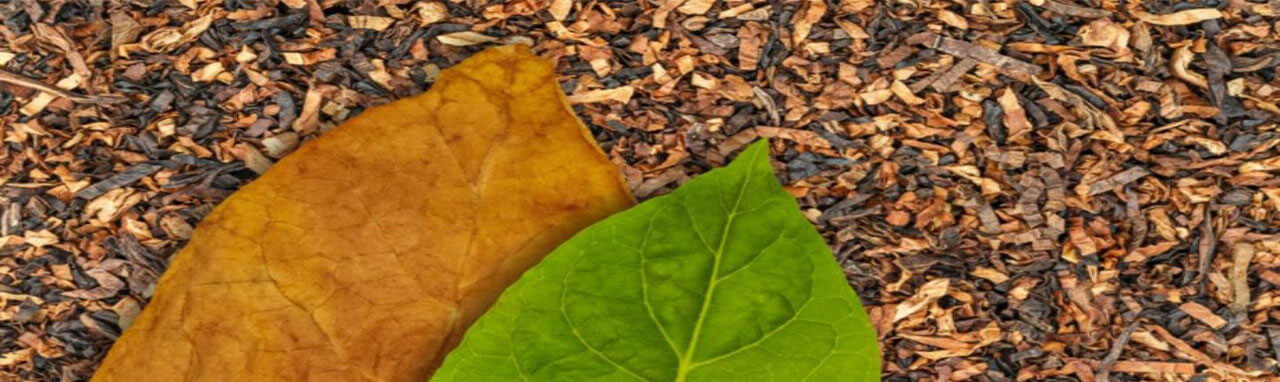 Une feuille sèche et une feuille fraiche de tabac sur un lit de tabac haché