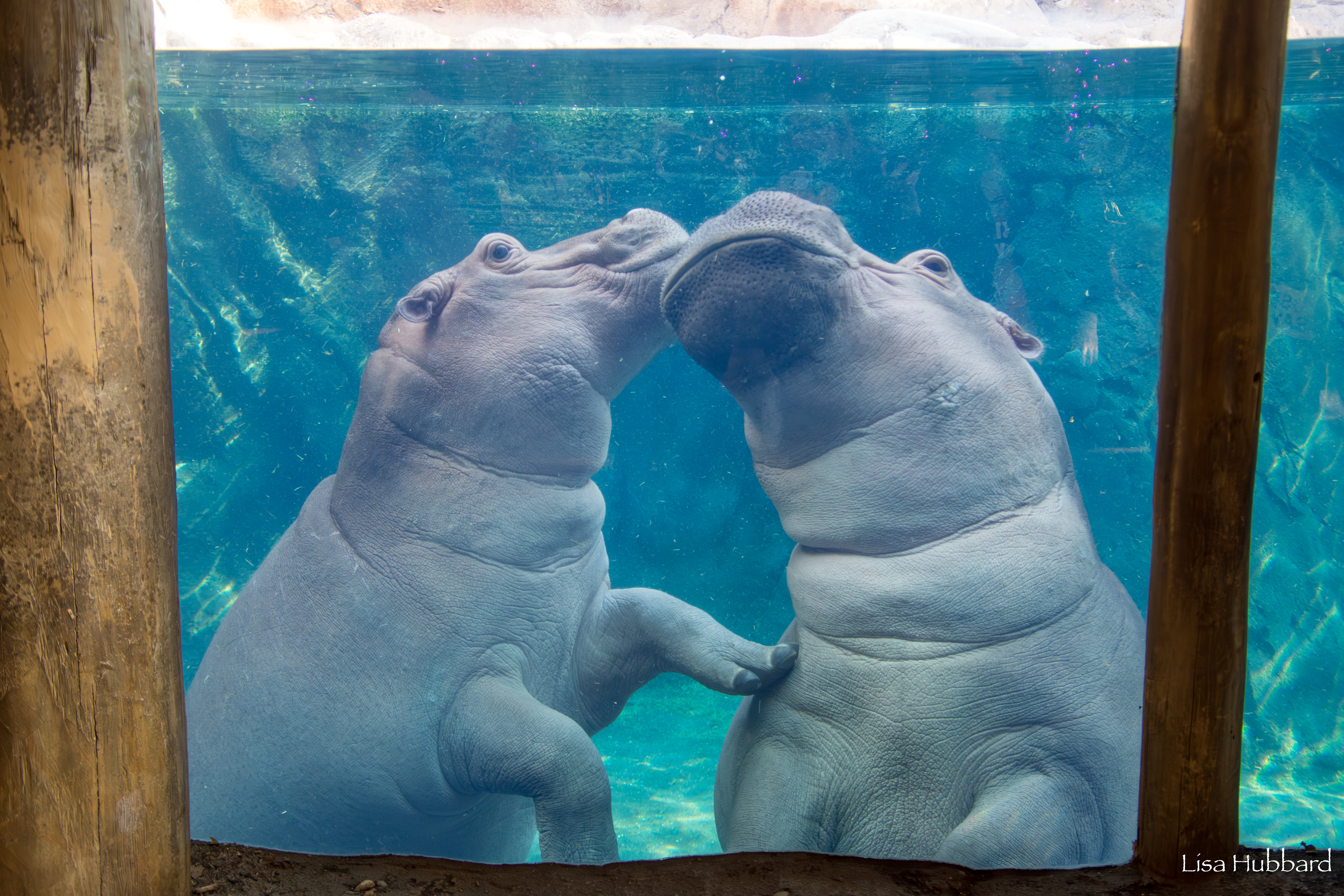 Hippos