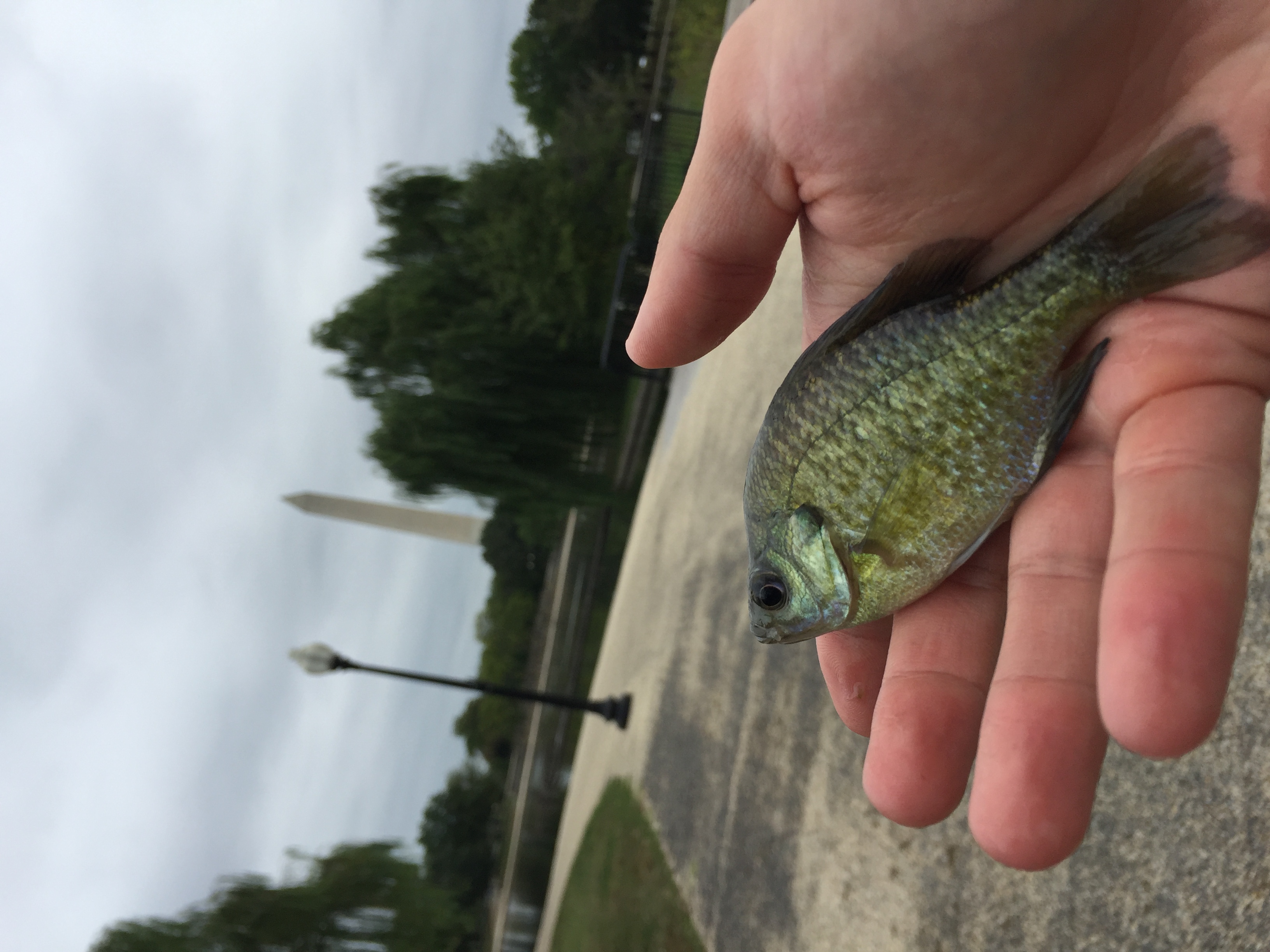 A photo of a fish that Jay caught
