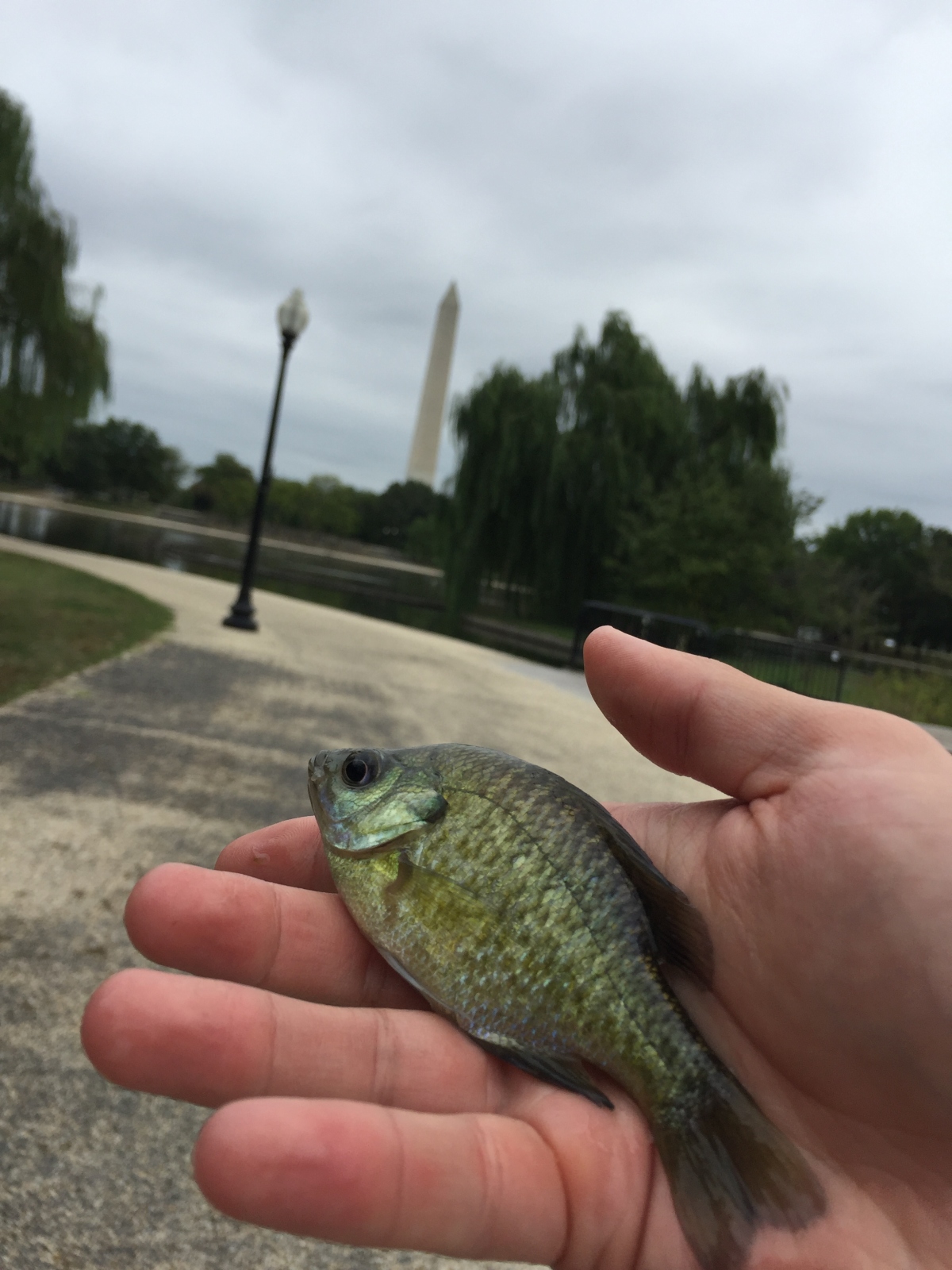 A photo of a fish that Jay caught