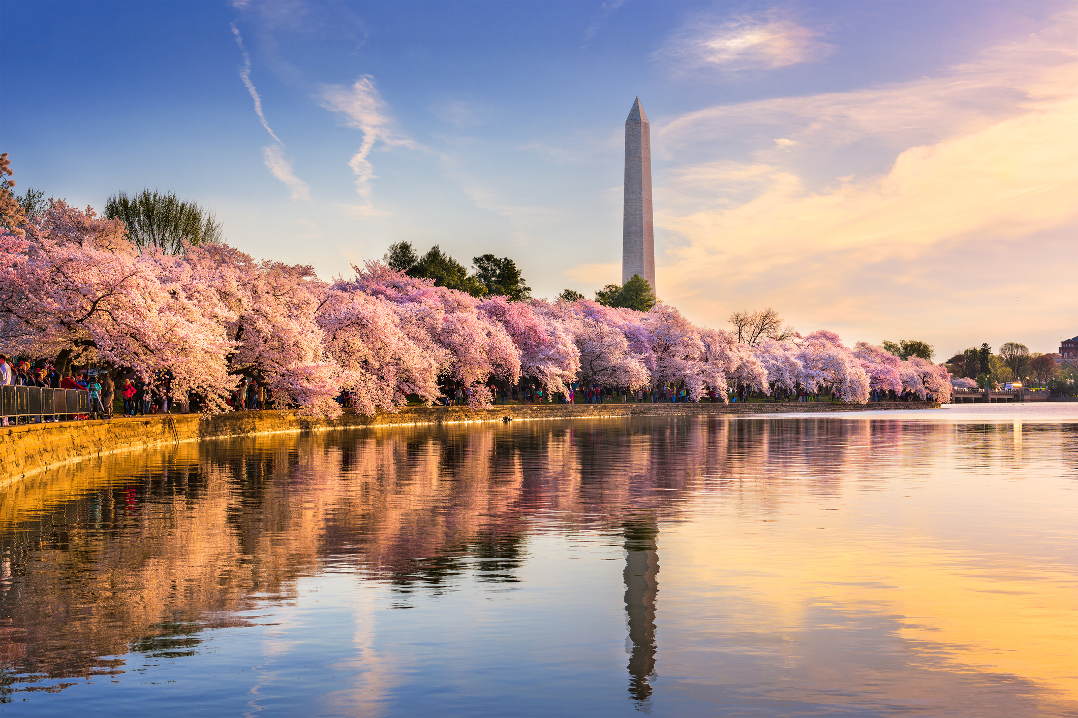 A photo of the cherry blossoms in front of the Washington Monument.