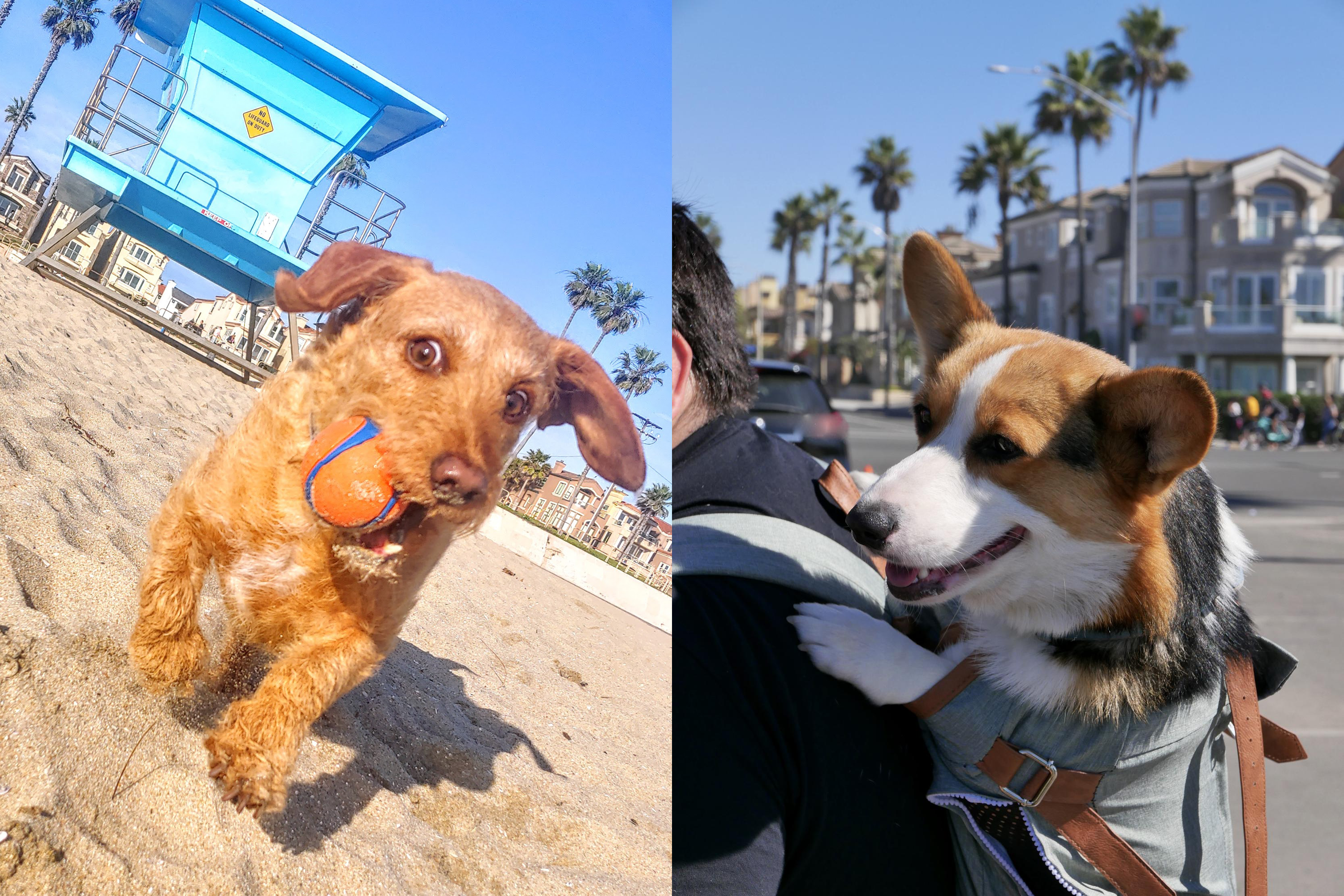 One-of-the-most-pet-friendly-towns-around