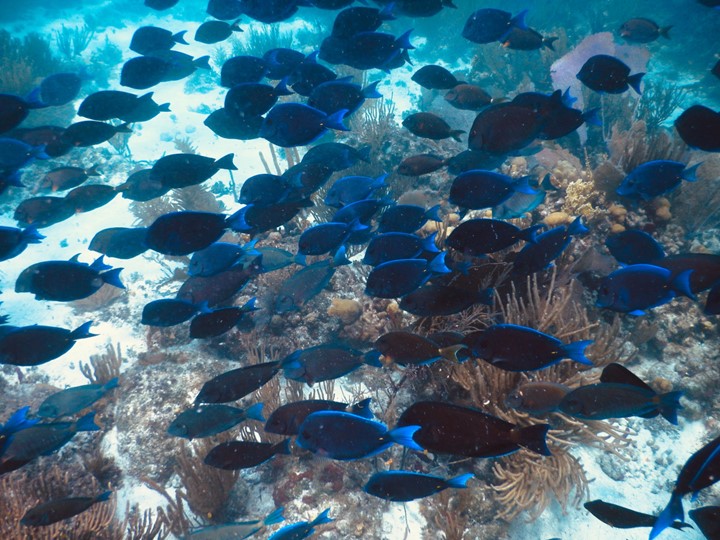 Snorkeling in St. Thomas