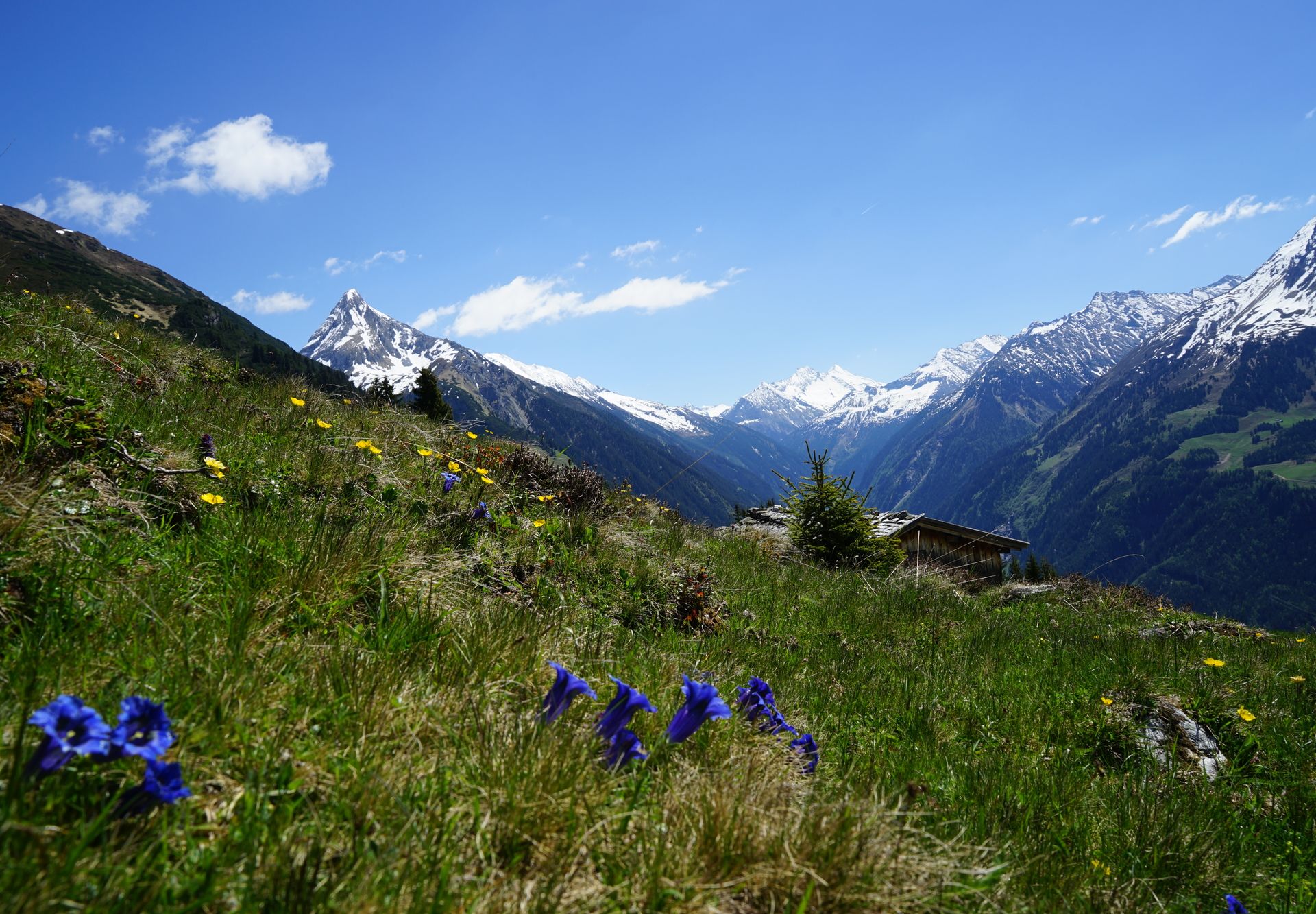 Summer landscape in the high mountain nature park Zillertal Alps