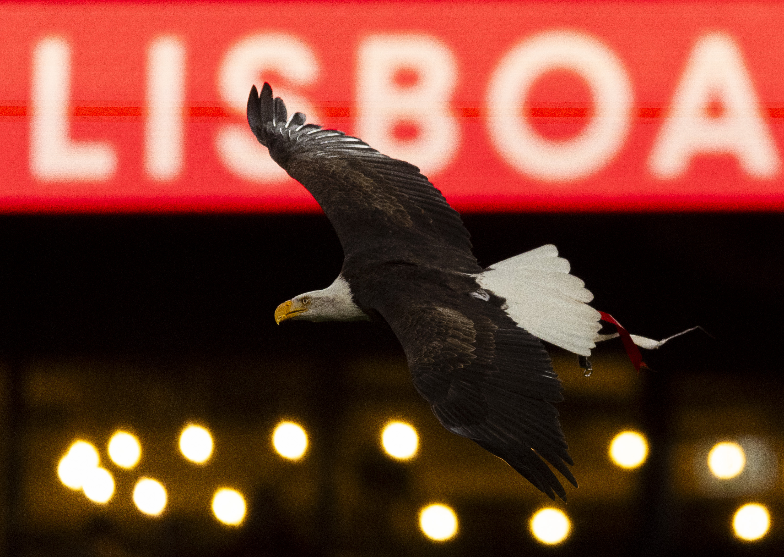 Opposition Focus: SL Benfica | Rangers Football Club