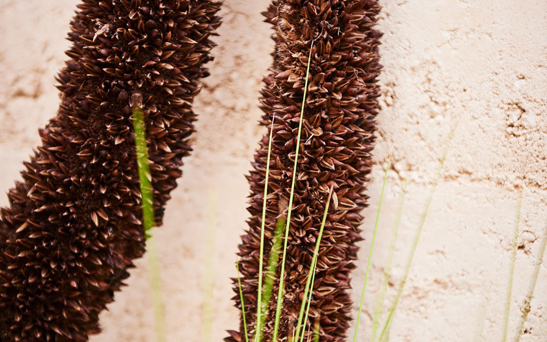 textured cement wall_native plants_peninsula hot springs 