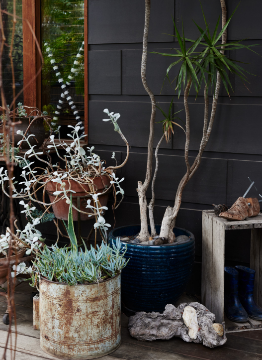 Hutchinson Street_front porch_pot plant styling