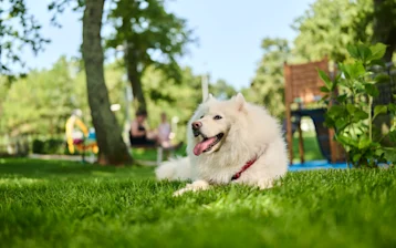 apartments park pets