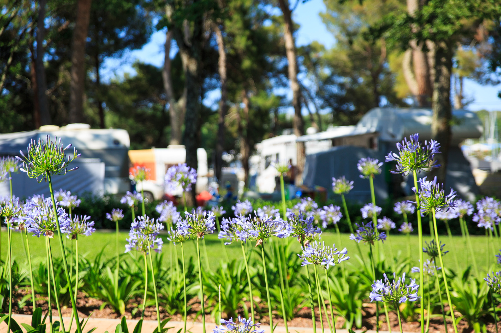 Camping Puntica Landscape-2