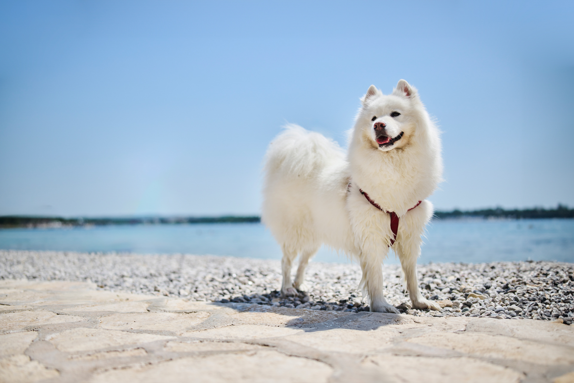 Apartments Kanegra Pets