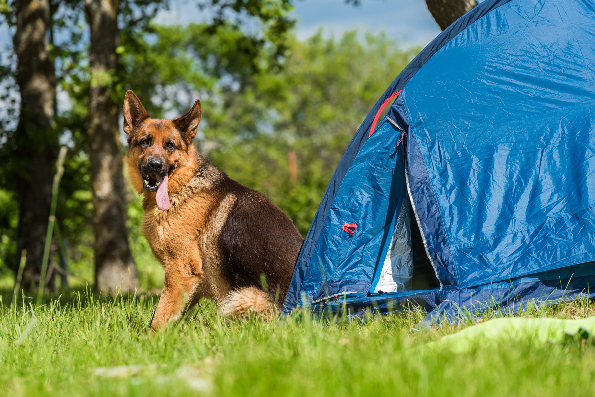 camping-zelena-laguna-pets