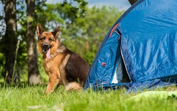 camping-zelena-laguna-pets
