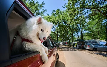 campsites-camping-ulika-other-pets