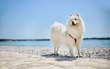 Zelena Resort - Pets