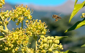 Bee Sweet to the Bees 3