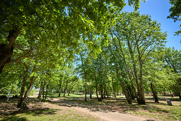 Istra Camping 2024 Camping Park Umag Accommodation units pitches Classic Pitch CP (5)