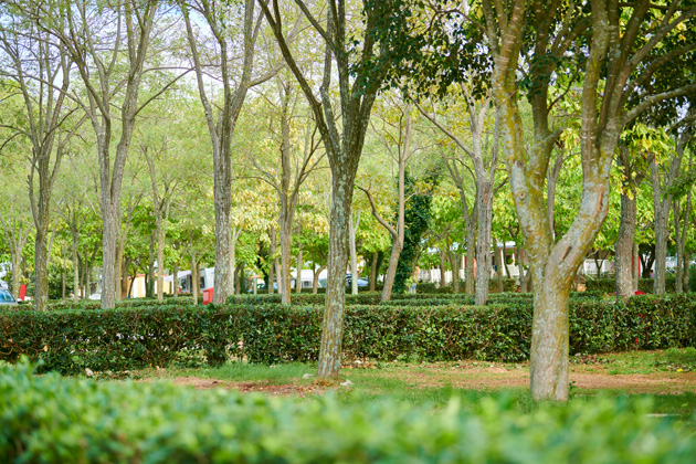 Istra Camping Camping Ulika 2019 Pitches Classic CP