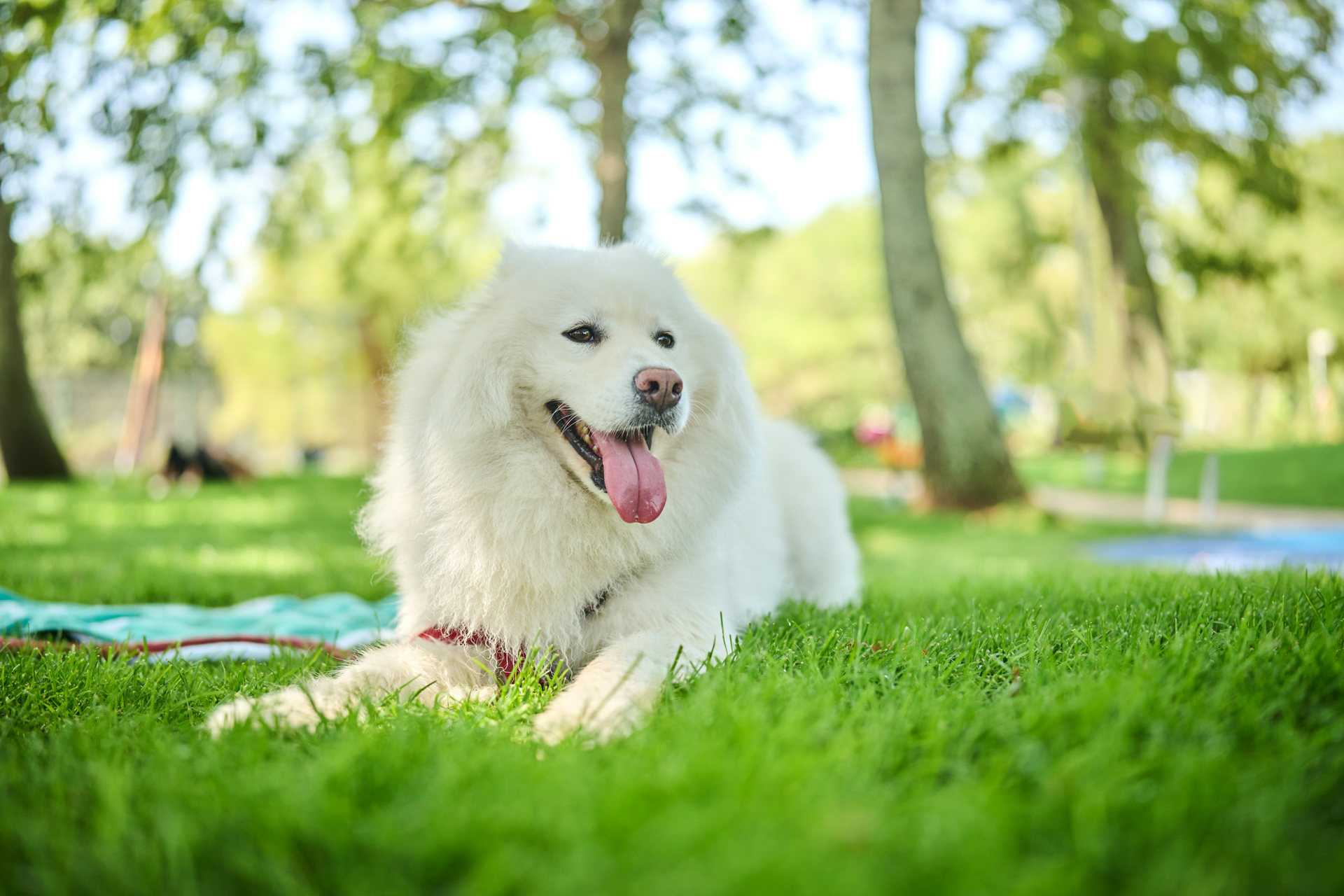 Apartments Astra pets