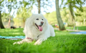 Apartments Astra pets