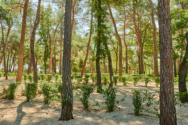 Camping Stella Maris 2019 Classic Pitch CP(1)