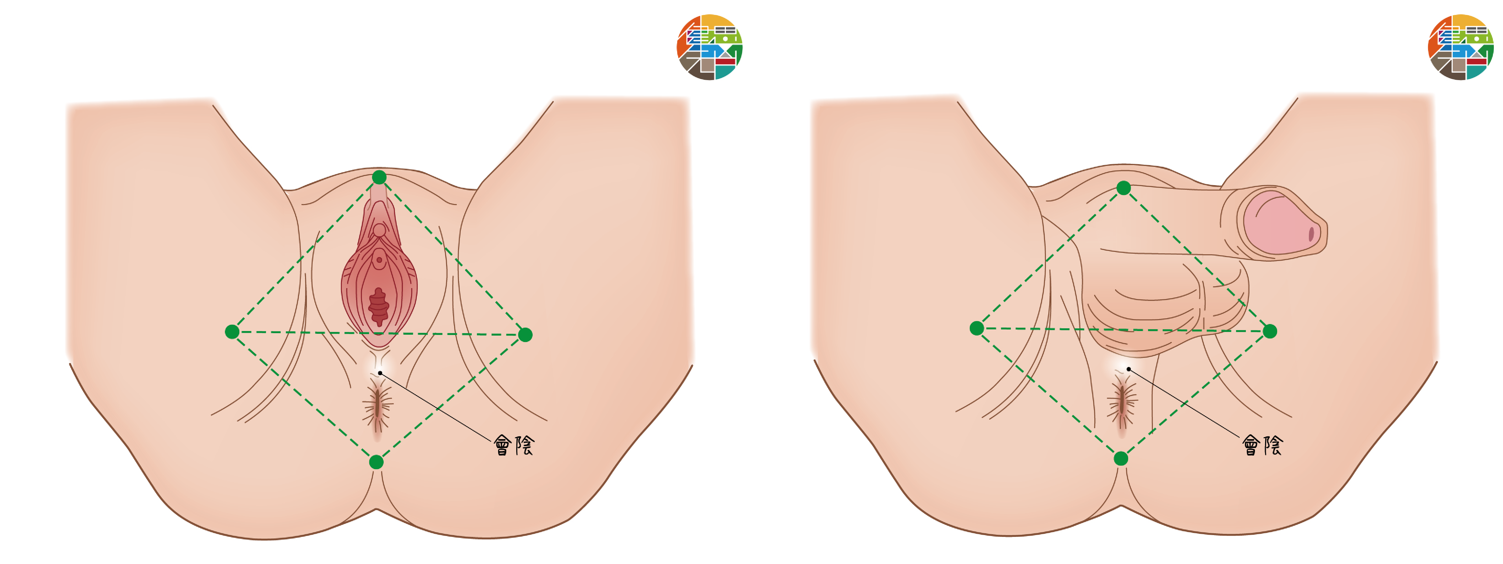 會陰其實很重要 - e581a5e58588e6809de9bd8a_e69c83e999b0e79a84e4bd8de7bdae-10-1.png