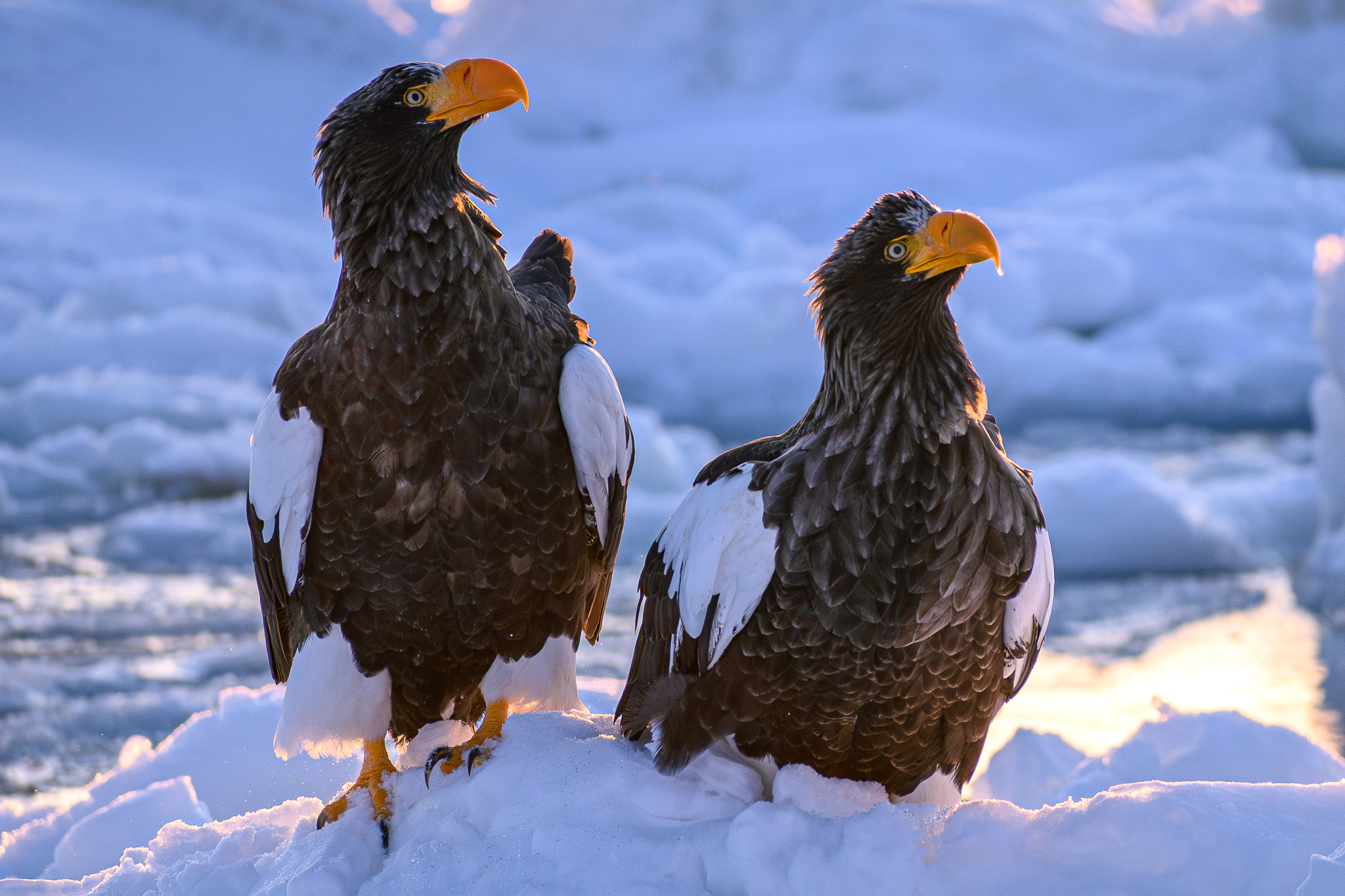 A close-up of two Steller's Sea Eagles perched on an ice flow in the ocean. They are both looking up at something overhead.